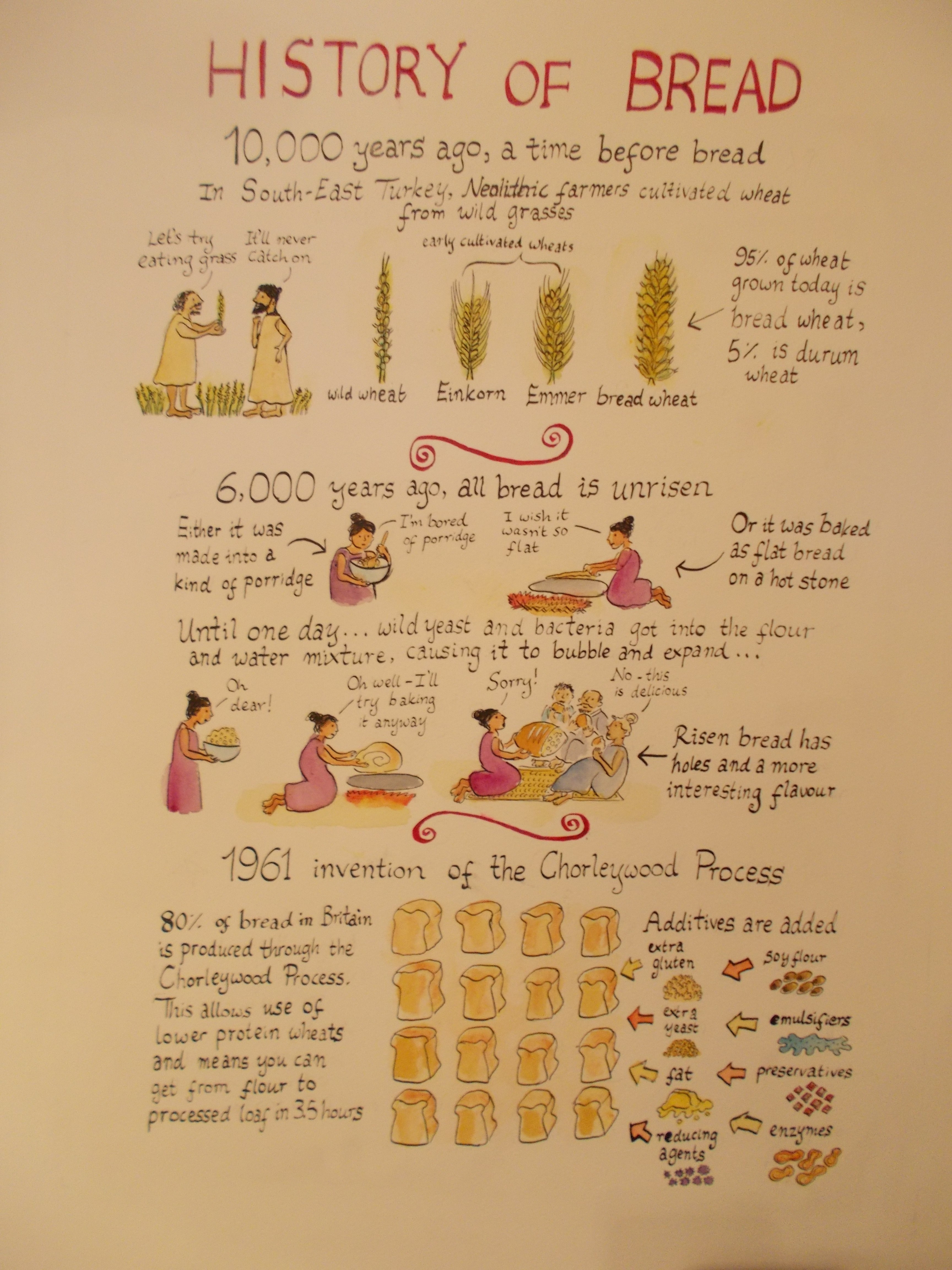 History Of Bread For Better Health Bakery – Imogen's Pictures